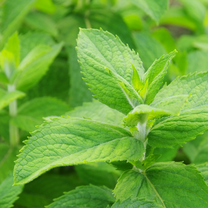 JFT Signature Herbal Cream