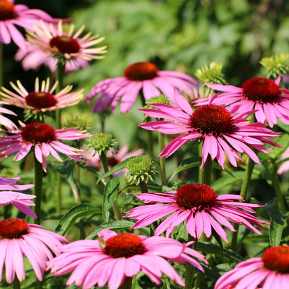 JFT Signature Herbal Cream