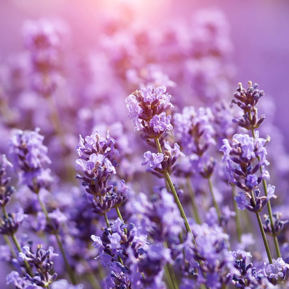 JFT Signature Herbal Cream